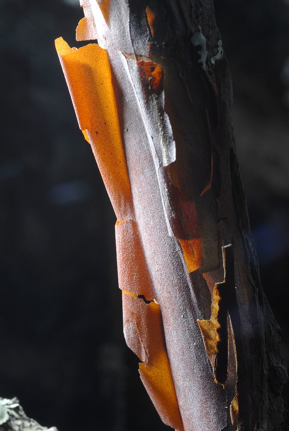Clethra acuminata — bark photograph