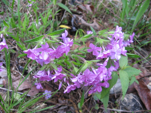 Phlox amoena photograph