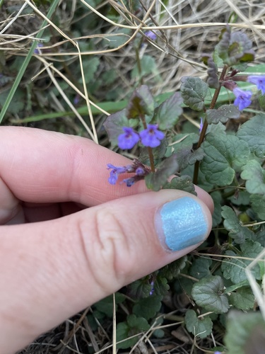 Glechoma hederacea — flower photograph