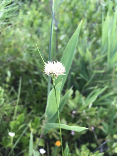 Rhynchospora pallida — flower photograph