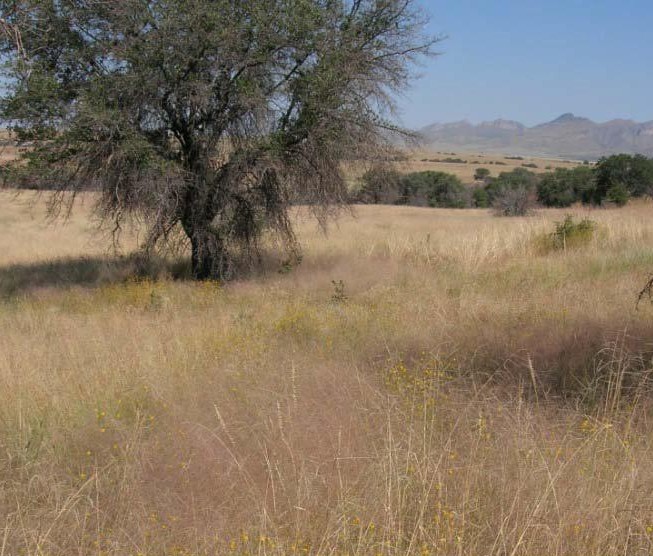 Eragrostis intermedia — whole photograph
