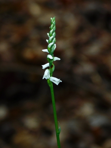 Spiranthes tuberosa — flower photograph