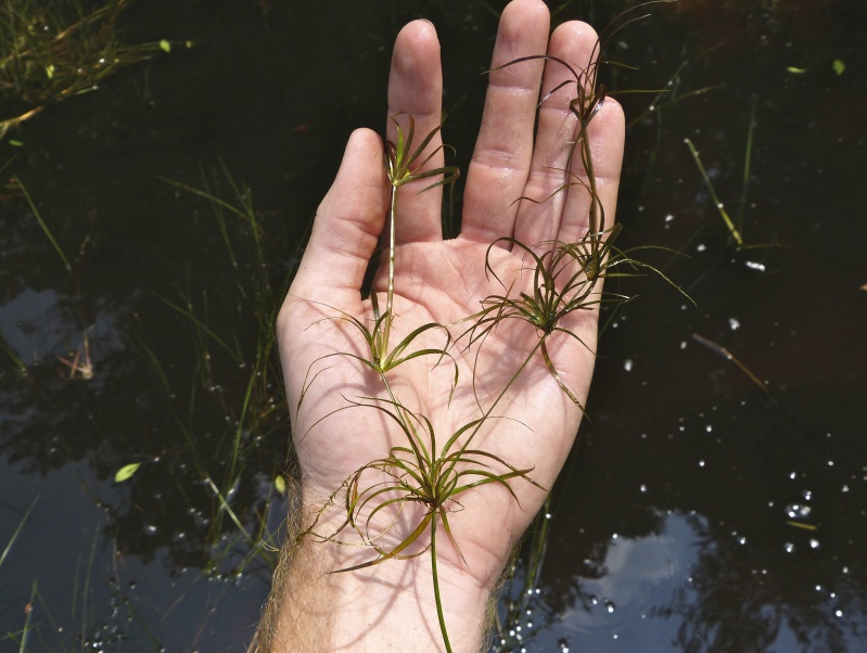 Juncus repens — whole photograph