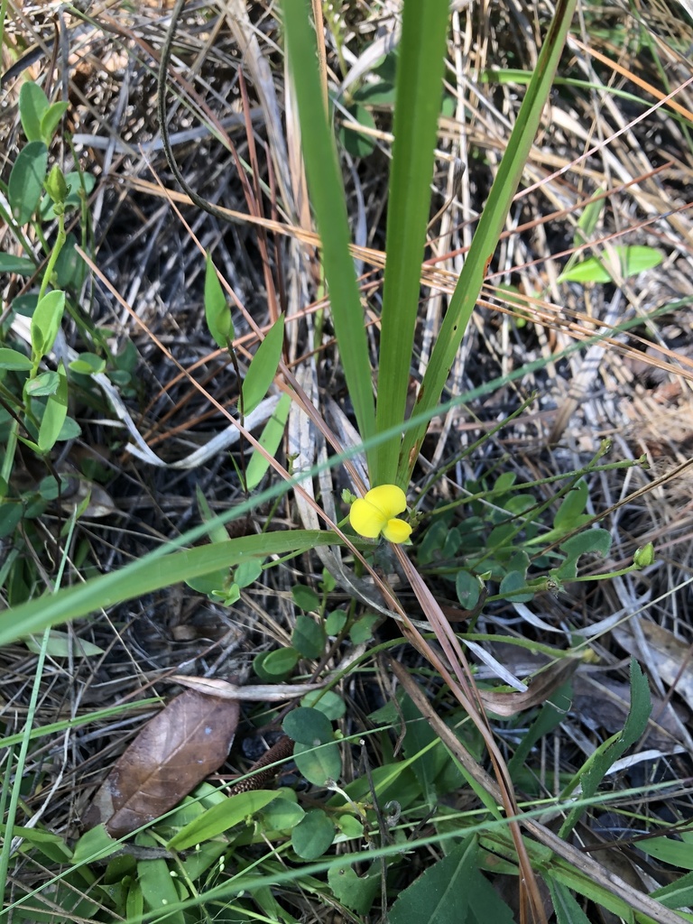 Crotalaria rotundifolia — whole photograph