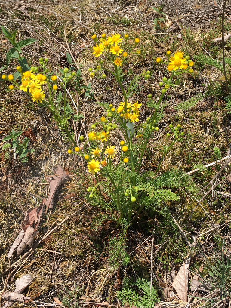 Packera millefolium — whole photograph