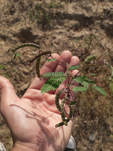 Aeschynomene rudis — fruit photograph