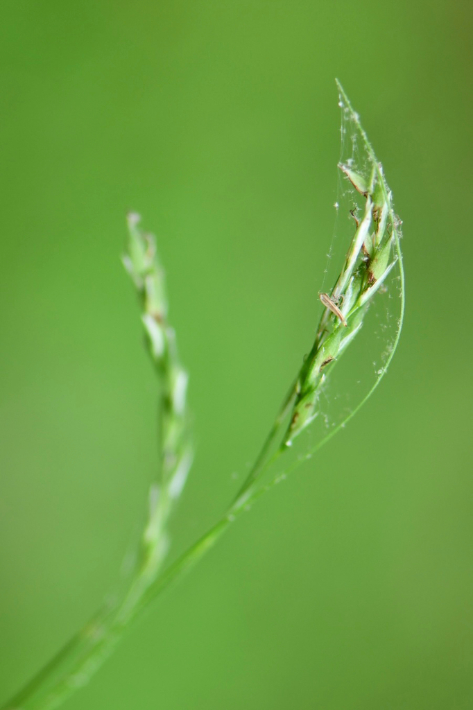 Carex venusta — fruit photograph