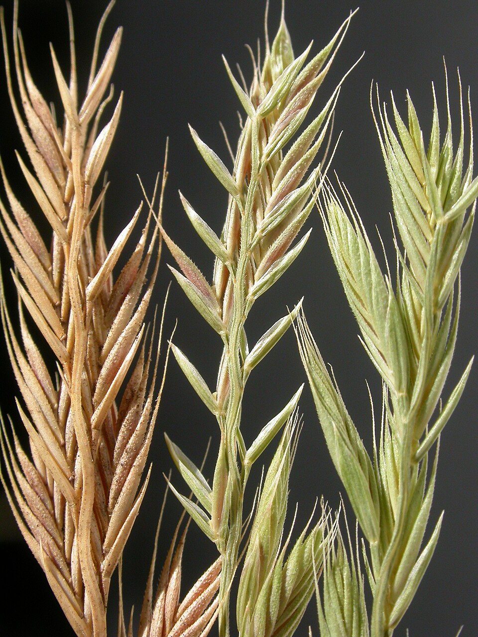 Vulpia octoflora — flower photograph