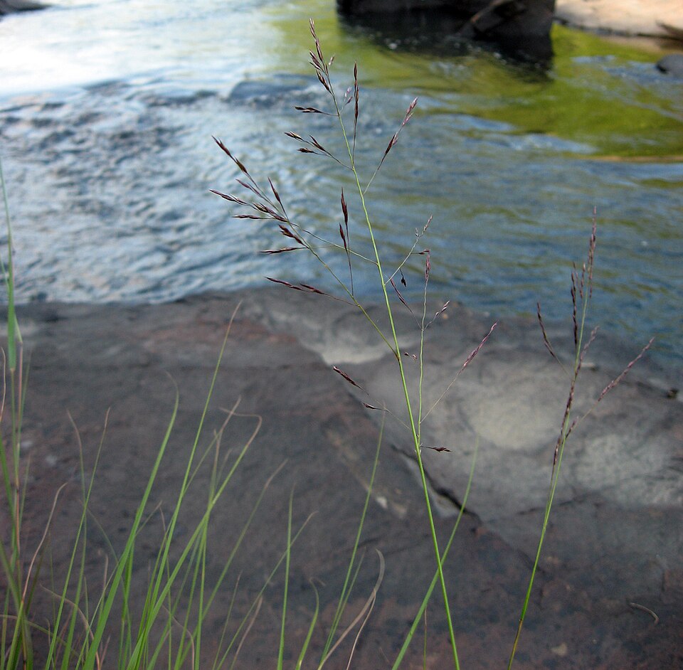 Sporobolus arcuatus — flower photograph