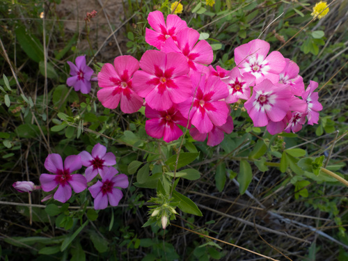 Phlox drummondii — flower photograph