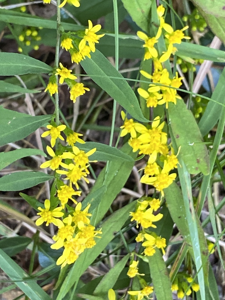 Solidago caesia — bloom photograph