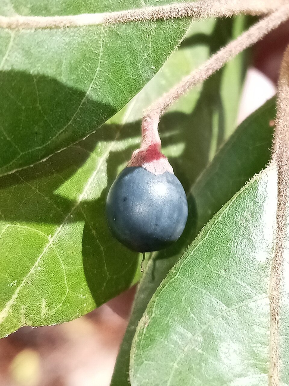 Tamala palustris — fruit photograph