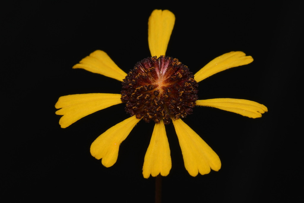 Helenium brevifolium — bloom photograph