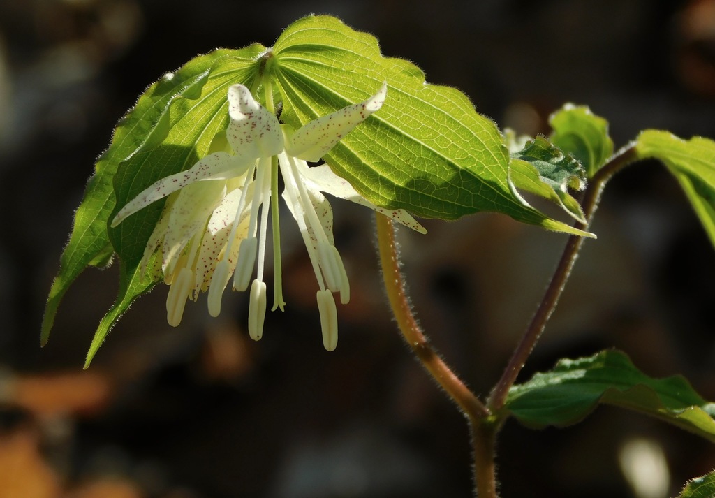 Prosartes maculata — bloom photograph