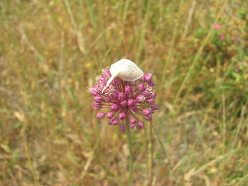Allium ampeloprasum — flower photograph