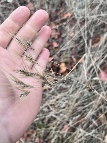 Hordeum murinum — fruit photograph