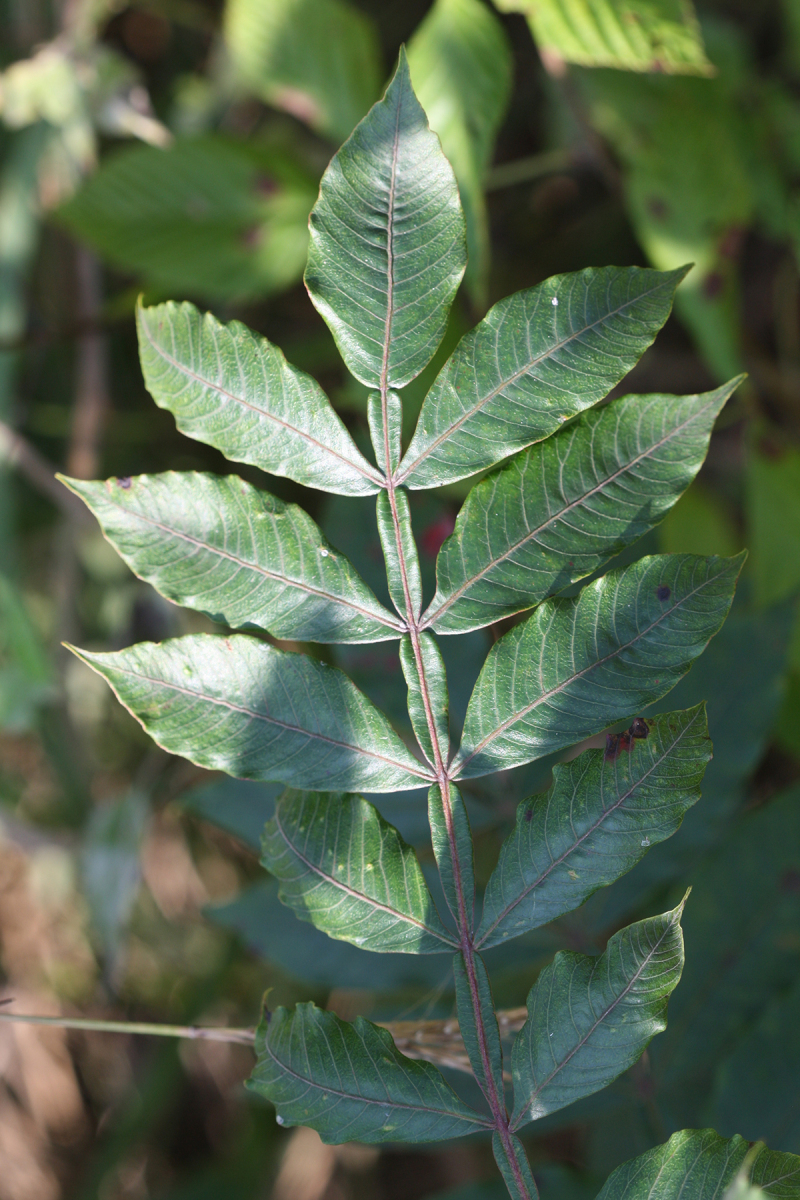 Rhus copallinum — leaf photograph