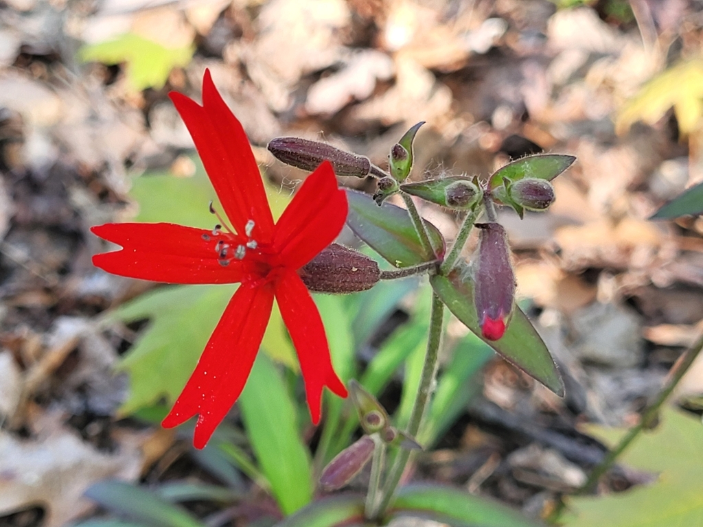 Silene virginica — bloom photograph