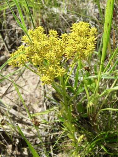 Senega ramosa — flower photograph