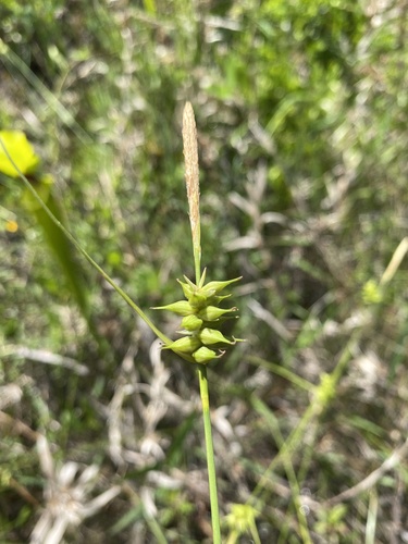 Carex turgescens photograph