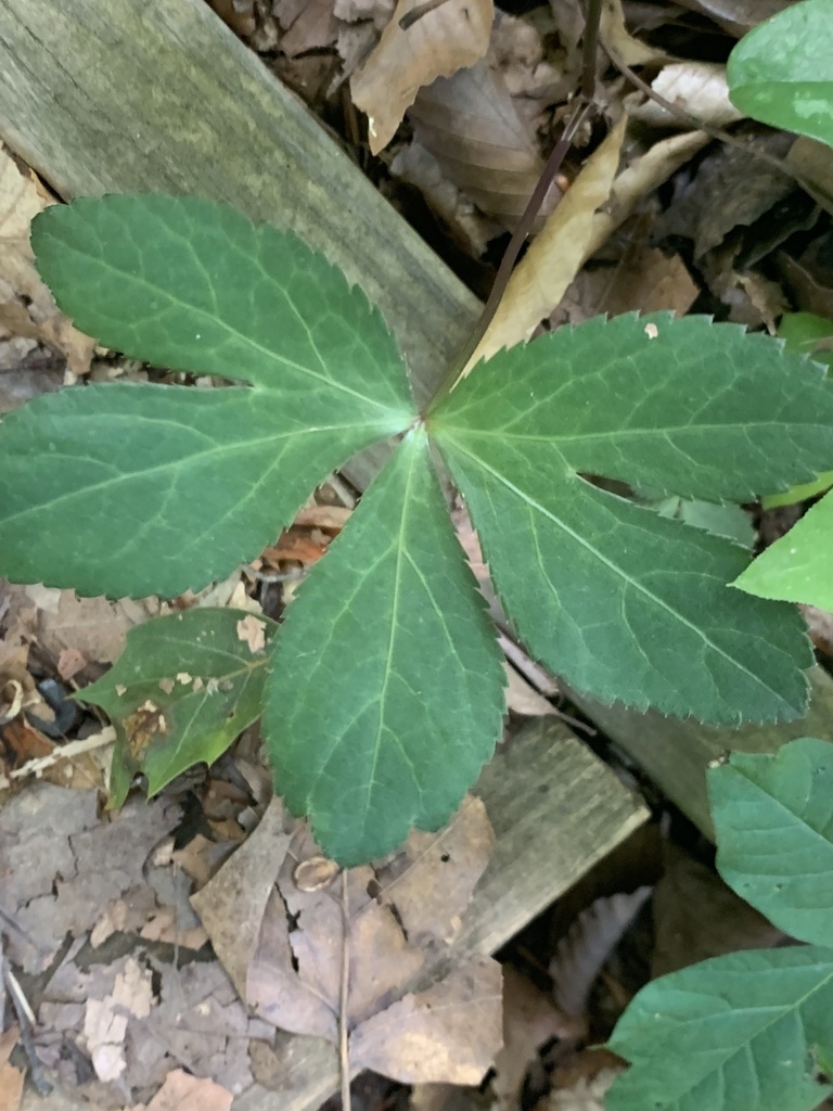 Sanicula smallii — leaf photograph