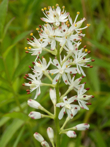 Triantha glutinosa — flower photograph