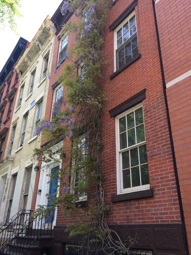 Wisteria sinensis — whole photograph