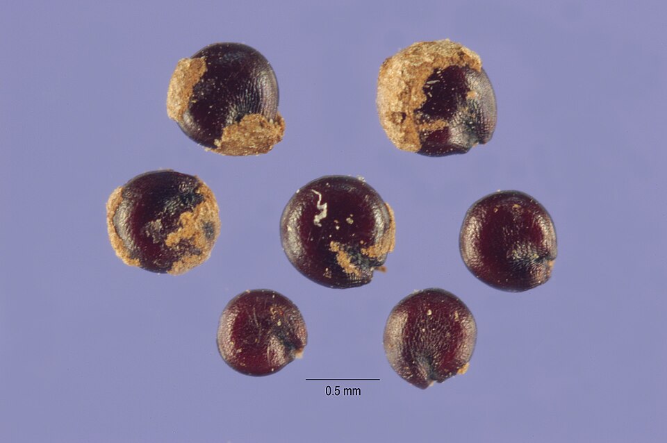 Chenopodium glaucum — seed photograph