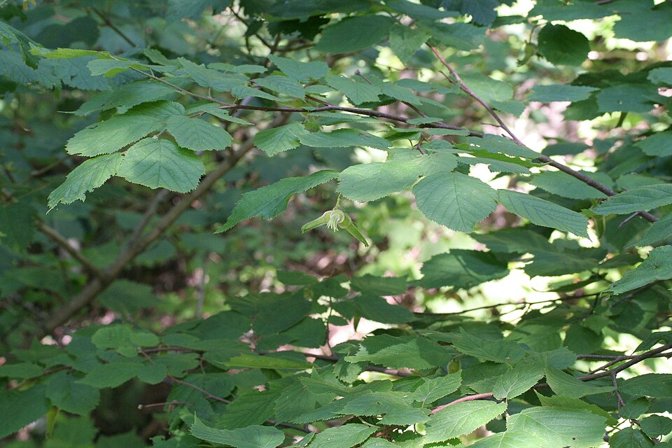 Corylus cornuta — foliage photograph