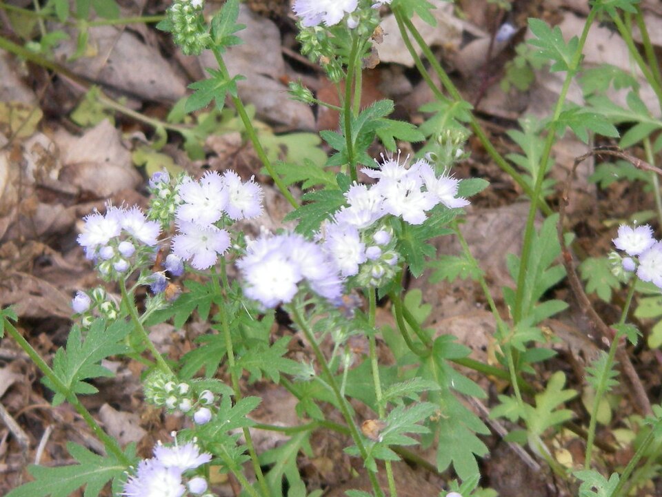 Phacelia purshii — bloom photograph