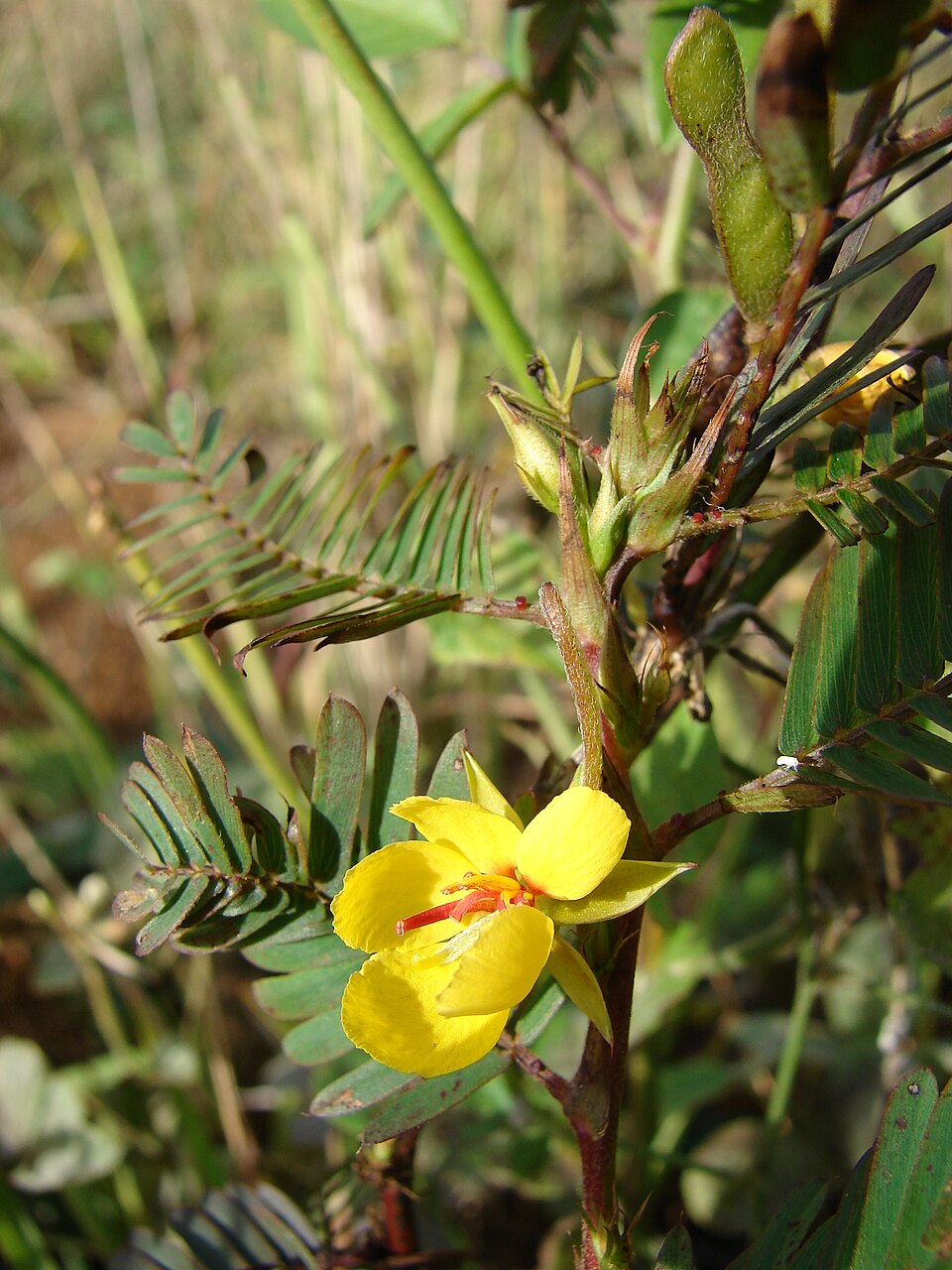 Chamaecrista nictitans — bloom photograph