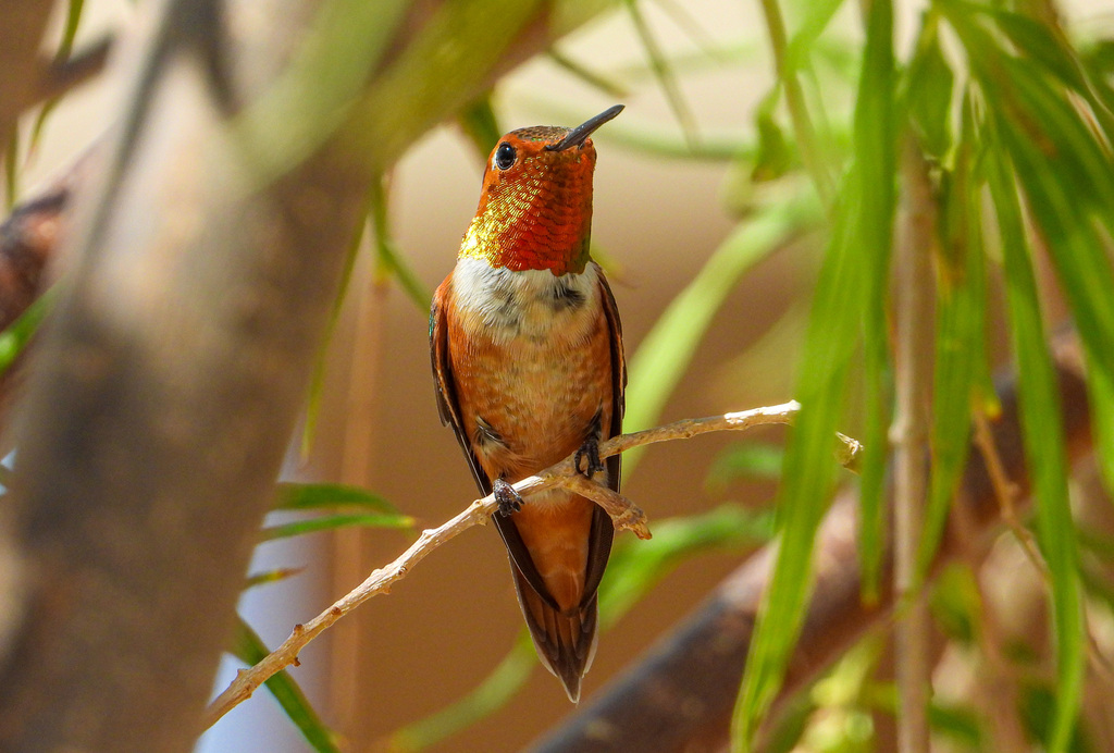 Male Rufous Hummingbird, whole bird
