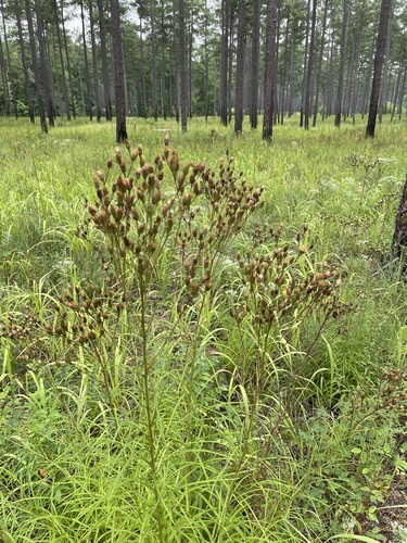 Vernonia angustifolia photograph