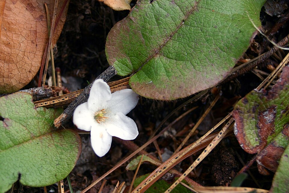 Epigaea repens — bloom photograph