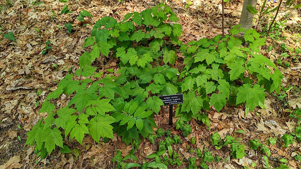 Actaea rubifolia — leaf photograph