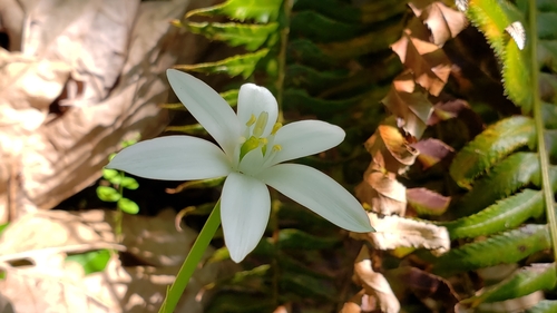 Ornithogalum umbellatum — flower photograph