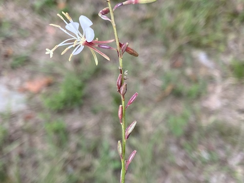 Oenothera filipes — flower photograph