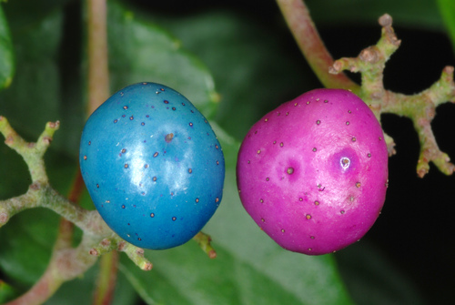 Ampelopsis glandulosa — fruit photograph
