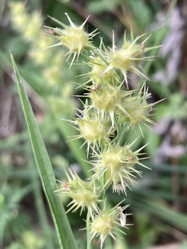 Cenchrus tribuloides — fruit photograph