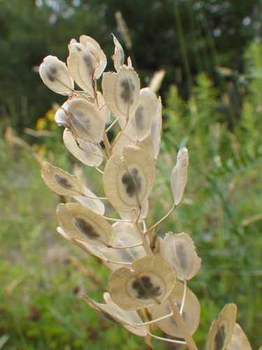 Thlaspi arvense — fruit photograph