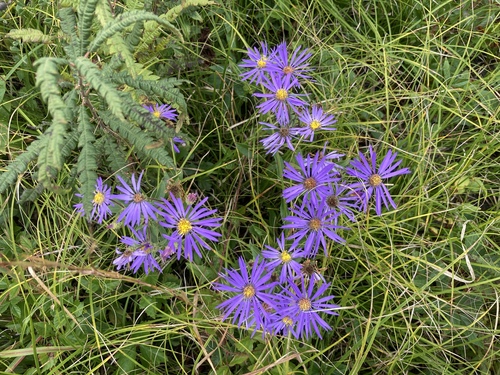 Eurybia spectabilis — flower photograph