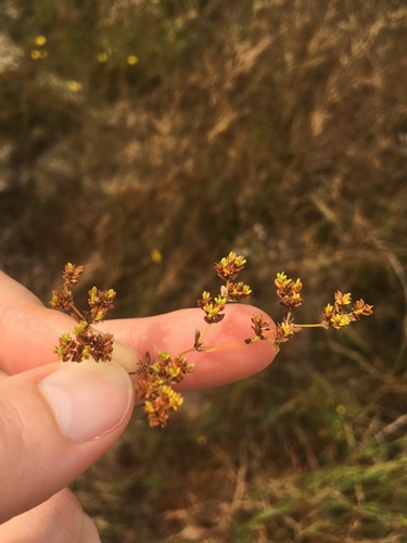 Paronychia herniarioides — flower photograph