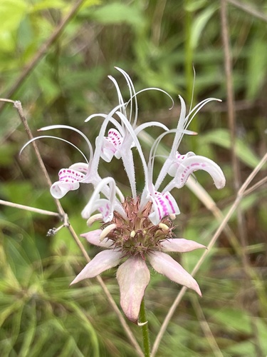 Monarda russeliana — flower photograph