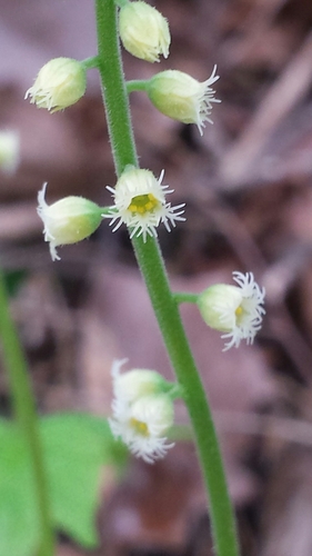 Mitella diphylla — flower photograph