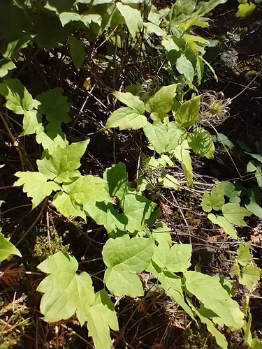 Clematis occidentalis — whole photograph