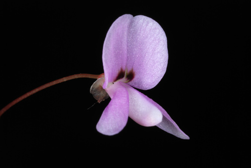 Hylodesmum nudiflorum — flower photograph