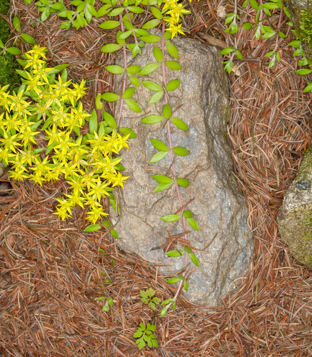 Sedum sarmentosum — flower photograph