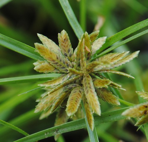 Cyperus flavescens — fruit photograph
