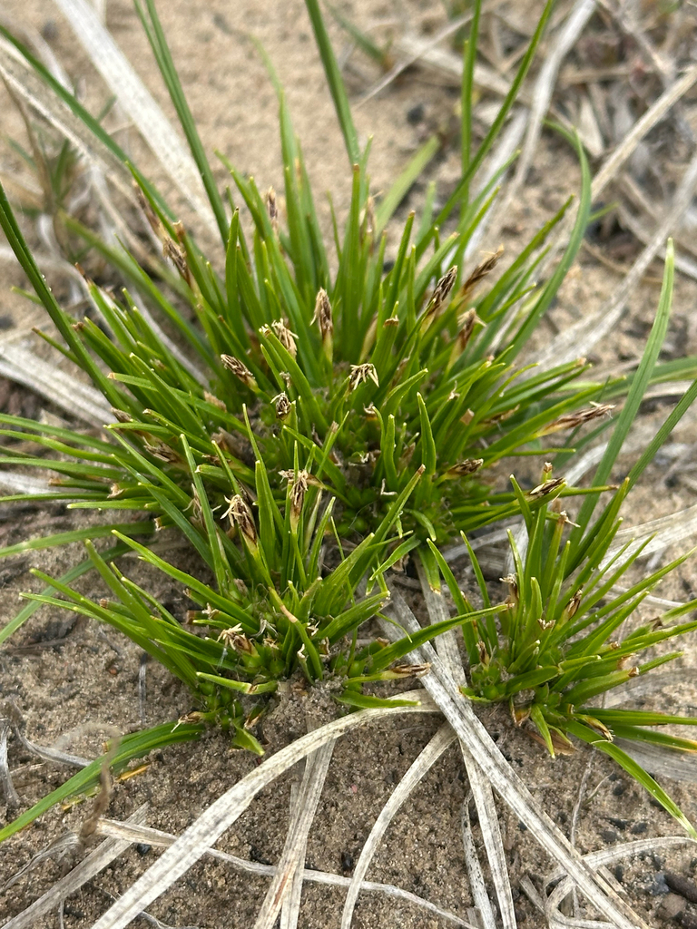 Carex tonsa — whole photograph