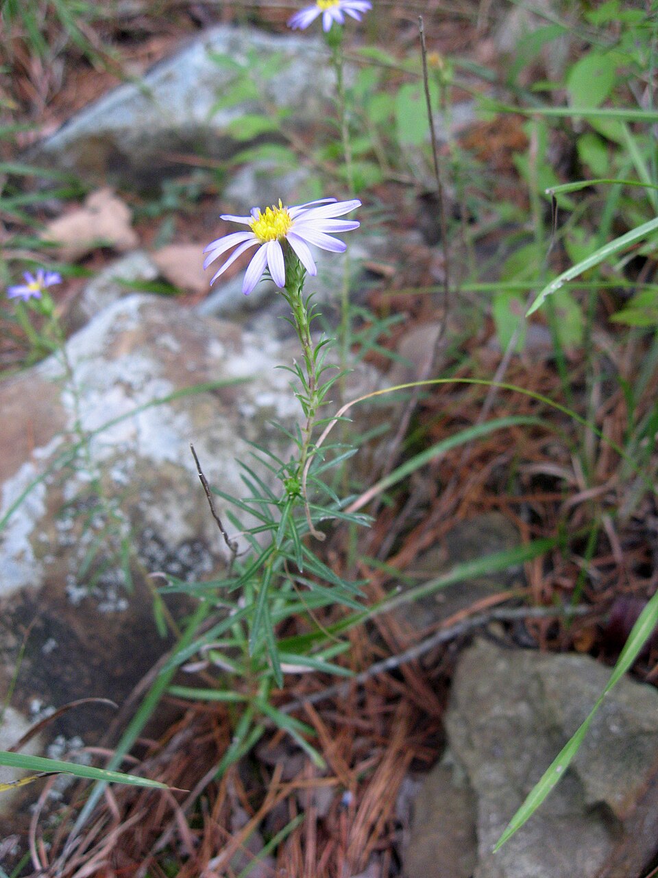 Ionactis linariifolia — bloom photograph